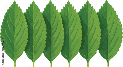 Five overlapping green mint leaves on white background