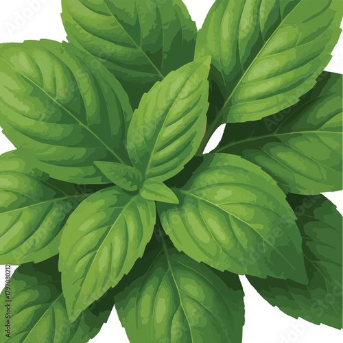 Fresh green basil leaves close up illustration herb