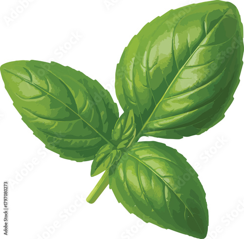 Fresh green basil leaves on white background herb leaf