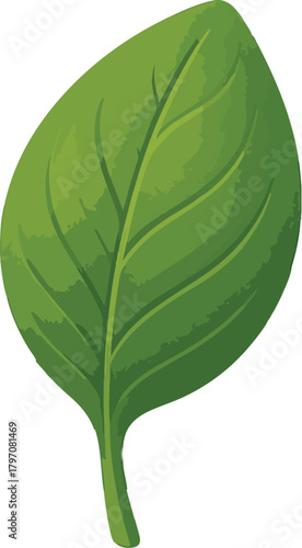 Green spinach leaf with visible veins vegetable food