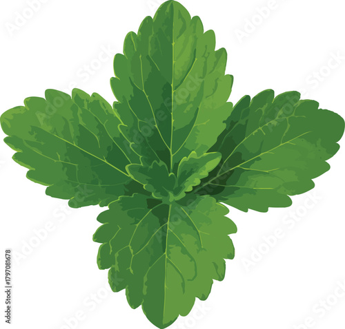 Green Stevia Leaves Isolated on White Background green leaves