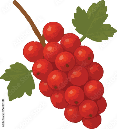 Red Currant Berries on Stem with Green Leaves fruit