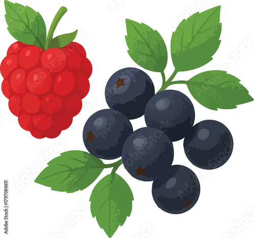 Red raspberry and cluster of dark blueberries with green leaves