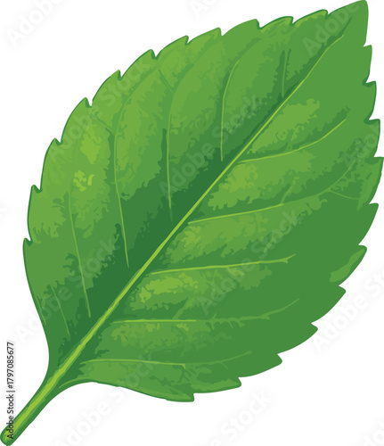 Single green mint leaf with serrated edges and prominent veins