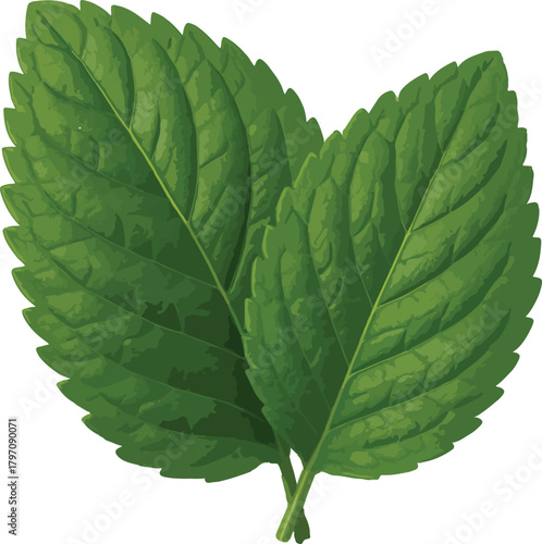 Two overlapping green mint leaves with detailed veins