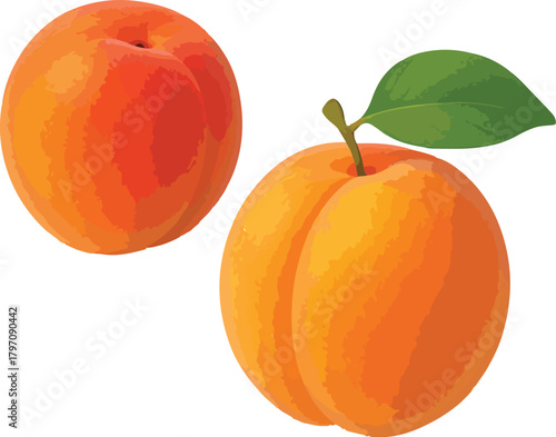 Two ripe orange apricots with green leaf fruit