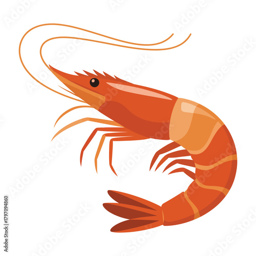 shrimp vector illustration