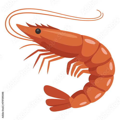 shrimp on white background