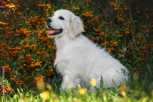 Portrait of a playful puppy of pedigreed Golden Retriever dog .  Retriever Puppy sitting in grass.  