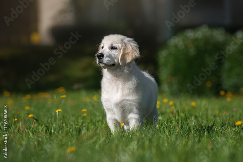 Portrait of a Golden Retriever Puppy Dog in the summer park