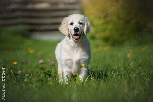 Golden Retriever Puppy Dog Standing on Green Grass in an Outdoor Park.