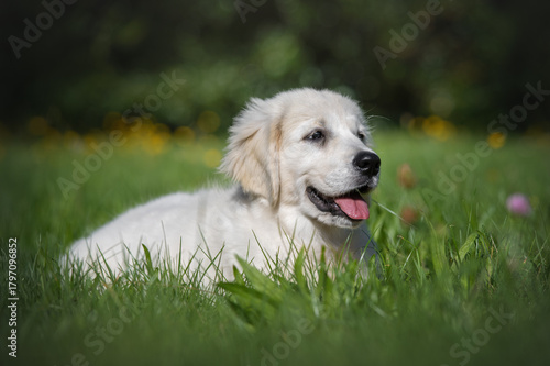 Adorable Golden Retriever Puppy Dog with a Happy Smile Lying Down on Green Grass in a Park.