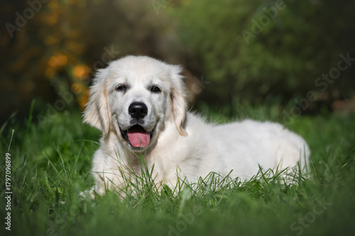Young purebred golden retriever puppy dog outdoors in the nature on grass meadow on a sunny summer day.