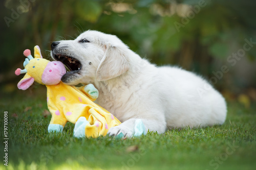Portrait of a playful puppy of pedigreed Golden Retriever dog in a green park  in a sunny day.
