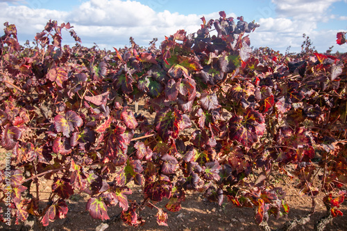 Photos manduria is a city in Puglia famous for Primitivo di Manduria, one of Italy's most celebrated red wines
