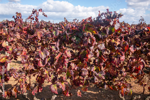 Tableau sur toile manduria is a city in Puglia famous for Primitivo di Manduria, one of Italy's most celebrated red wines