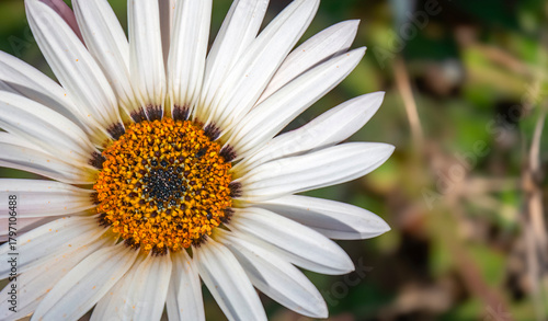 Close-up of a white Gazania flower.