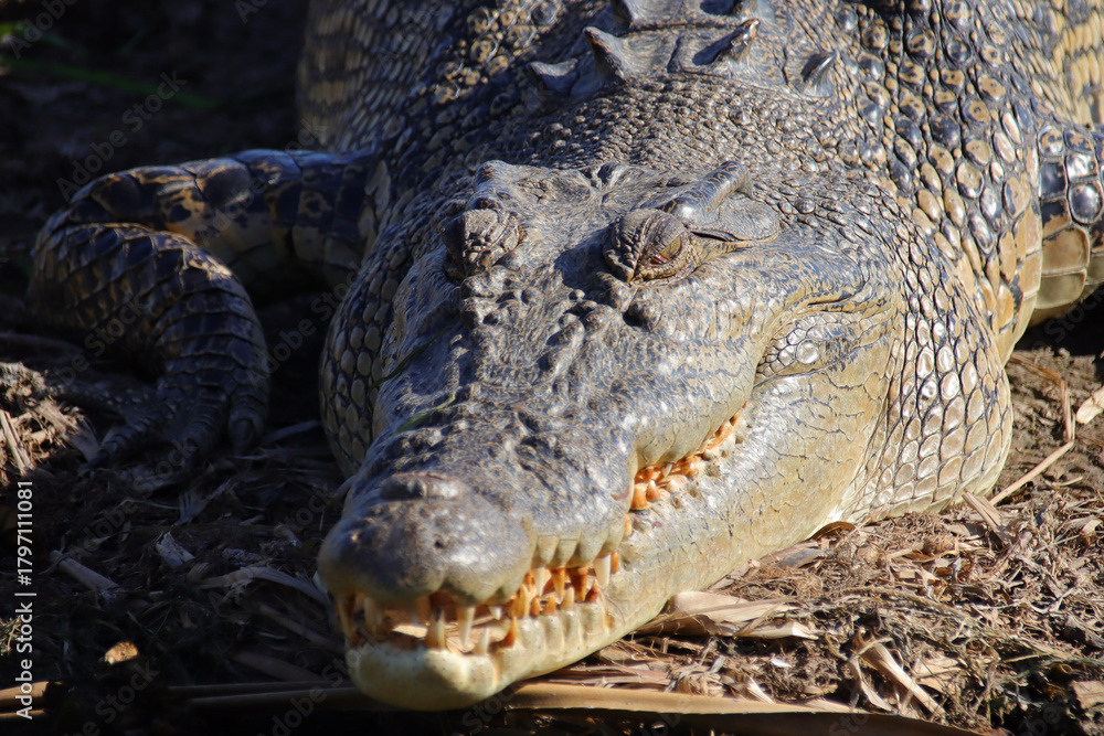 Fototapeta premium crocodile at the yellow water river at the kakadu national park in australia