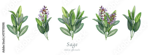 Sage herb set watercolor vintage illustration. Hand drawn salvia officinalis plant. Realistic botanical sage organic herb element. Natural salvia bunch, flowers and green leaves on white background