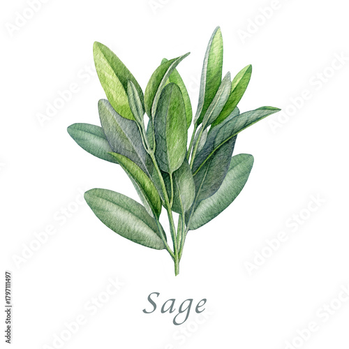 Sage herb watercolor vintage style illustration. Hand drawn salvia officinalis plant. Realistic botanical sage organic herb element. Natural salvia stem with green leaves isolated on white background