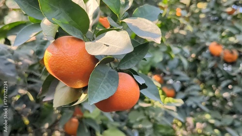 box of fresh orange fruits on wooden table on garden backgroun, with plant, fresh ripe citrus fruits as background, top view in hand