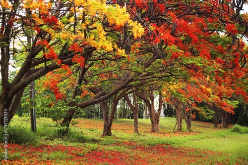 Park with flamboyant trees in full blooming, Spring time with yellow and red flowers