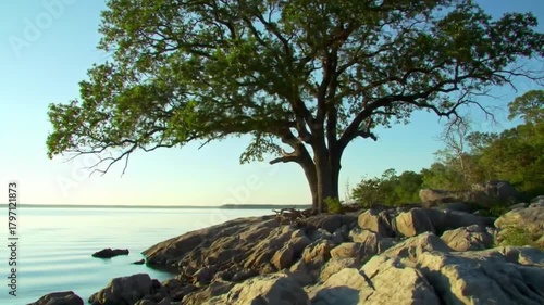 Majestic ancient tree stands tall on rocky shore overlooking serene blue water under a clear sky.