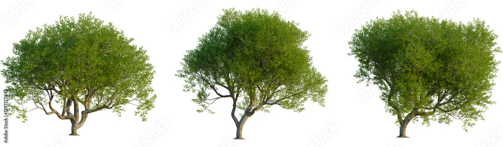 Obraz premium Pistacia lentiscus tree, front view, cutout, transparent background, isolate, Vibrant green trees with detailed bark and lush foliage