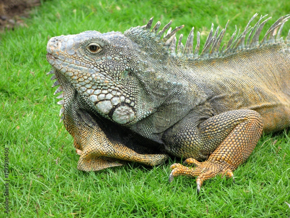 Obraz premium Close-up of a large iguana resting on green grass in Guayaquil, Ecuador, showing vivid scales and wildlife detail.
