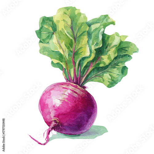 My Watercolor illustration, beetroot with greens painting isolated on a white background, illustration, simple painting design, vector set, eps format design, watercolor style set
