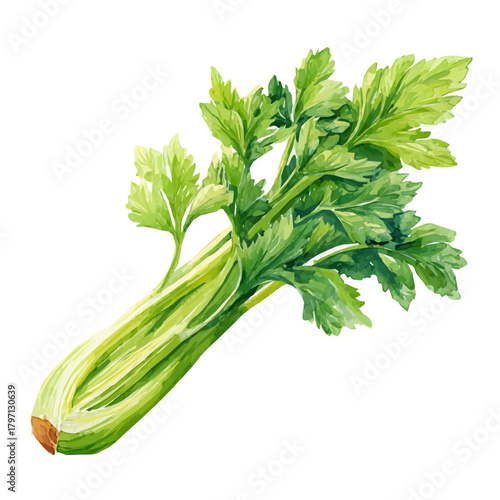 My Watercolor illustration, celery stalk in side view painting isolated on a white background, illustration, simple painting design, vector set, eps format design, watercolor style set