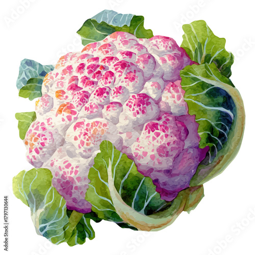 My Watercolor illustration, cauliflower from diagonal angle painting isolated on a white background, illustration, simple painting design, vector set, eps format design, watercolor style set