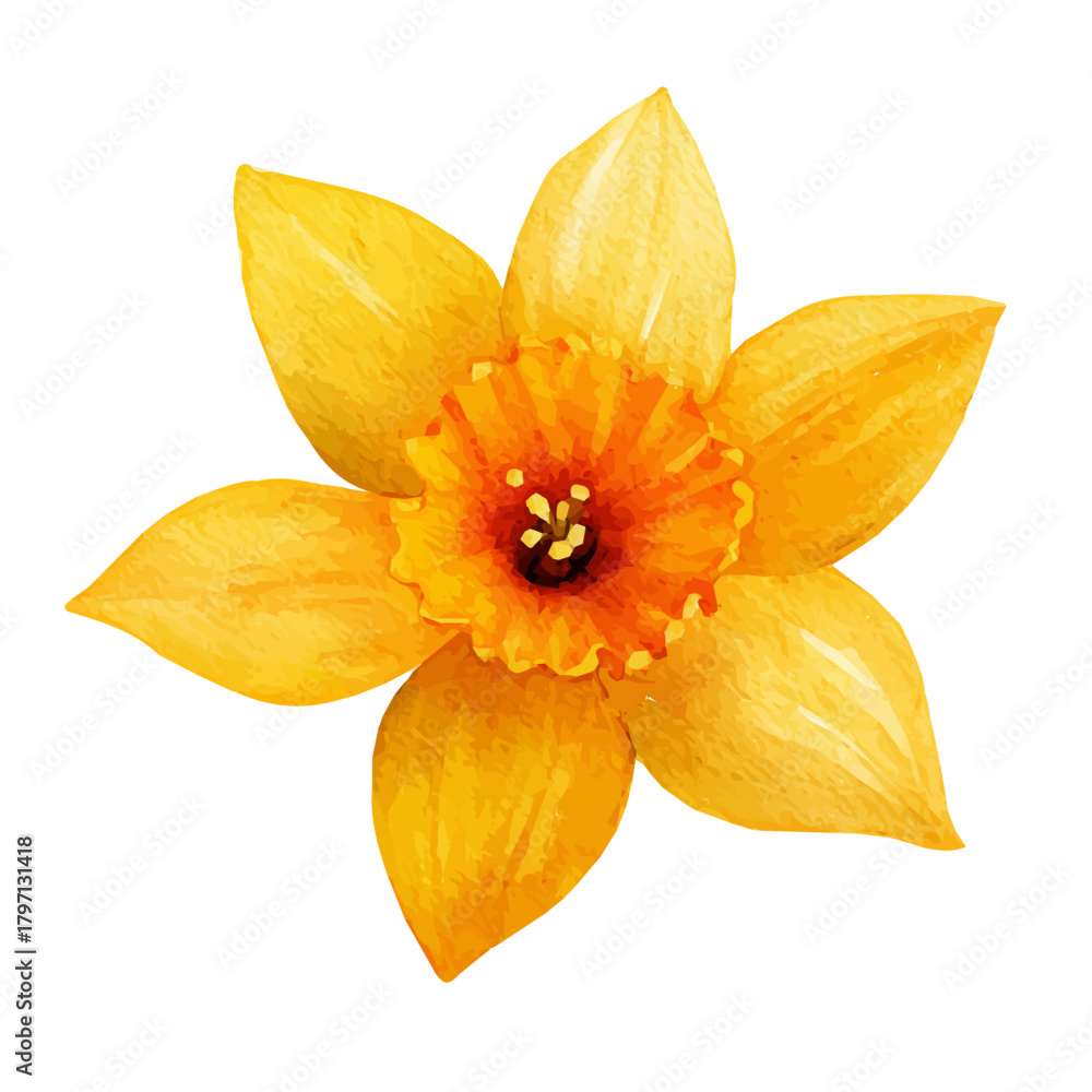 Fototapeta premium My hand-painted Watercolor illustration, vector illustration set, daffodil in top view painting illustration isolated on a white background, illustration, AI painting design, eps format