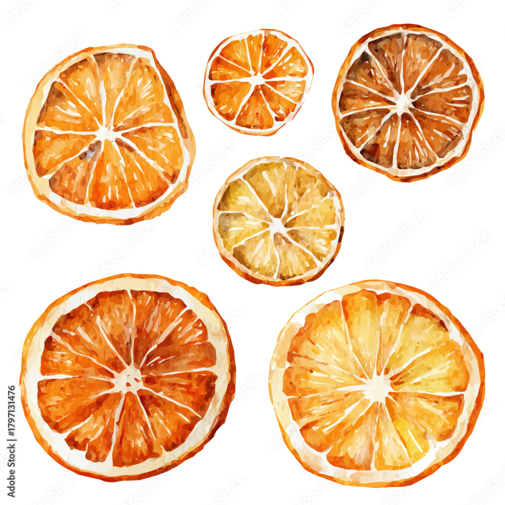 Fototapeta premium My hand-painted Watercolor illustration, vector illustration set, dried orange slices painting illustration isolated on a white background, illustration, AI painting design, eps format