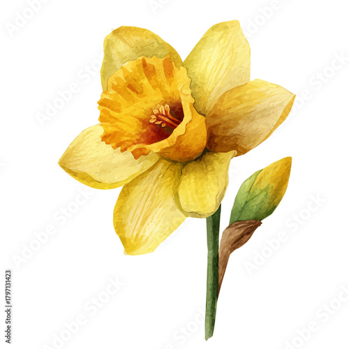 My hand-painted Watercolor illustration, vector illustration set, daffodil in top view painting illustration isolated on a white background, illustration, AI painting design, eps format
