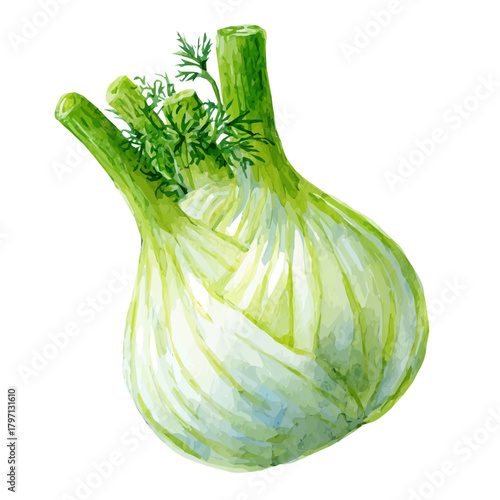 My hand-painted Watercolor illustration, vector illustration set, fennel bulb in top-down angle painting illustration isolated on a white background, illustration, AI painting design, eps format