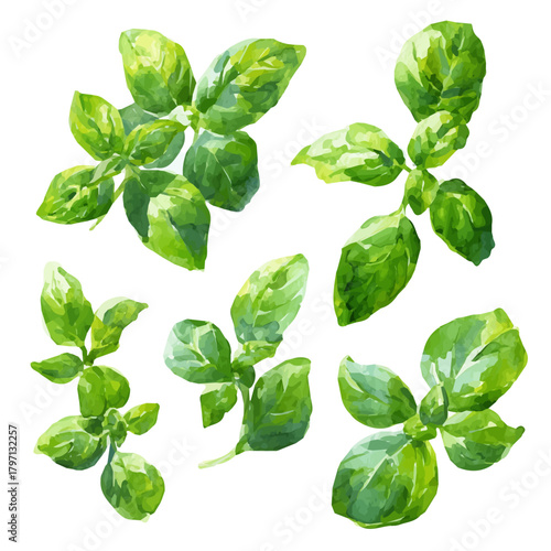 My eps format hand-painted Watercolor illustration, vector illustration set, green basil leaves painting illustration isolated on a white background, illustration, AI painting design