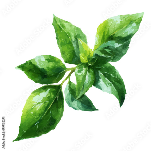 My eps format hand-painted Watercolor illustration, vector illustration set, green basil leaves branch illustration isolated on a white background, illustration, AI painting design
