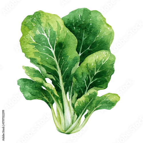 My eps format hand-painted Watercolor illustration, vector illustration set, green chard from front angle painting illustration isolated on a white background, illustration, AI painting design