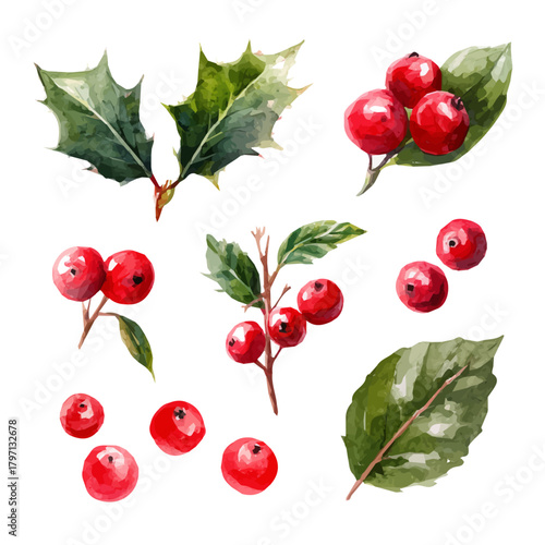 My eps format hand-painted Watercolor illustration, vector illustration set, holly berries and leaves painting illustration isolated on a white background, illustration, AI painting design