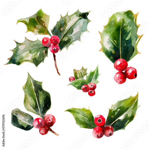 My eps format hand-painted Watercolor illustration, vector illustration set, holly leaf and berry cluster illustration isolated on a white background, illustration, AI painting design