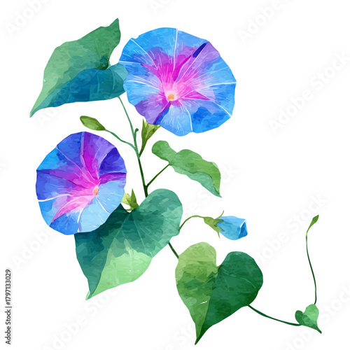My beautiful hand-drawn Watercolor illustration, set of morning glory from top-down isolated on a white background, illustration, AI painting design, vector, eps format