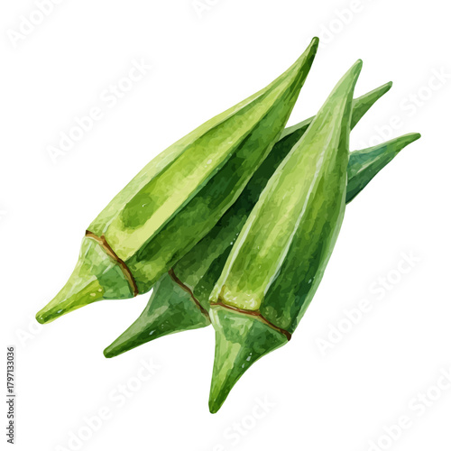My beautiful hand-drawn Watercolor illustration, set of okra pods in close-up angle isolated on a white background, illustration, AI painting design, vector, eps format