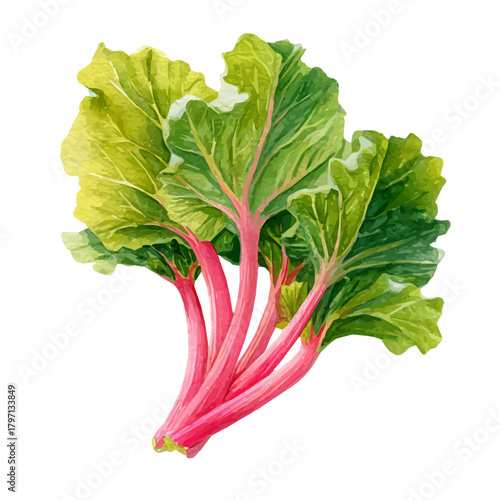 A watercolor rhubarb in side perspective painting illustration isolated on a white background, rhubarb in side perspective illustration, EPS format design