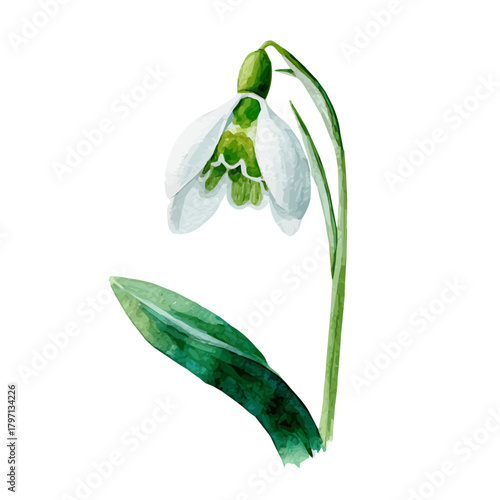 A beautiful watercolor snowdrop flower painting illustration isolated on a white background, snowdrop flower stem illustration, painting, EPS design