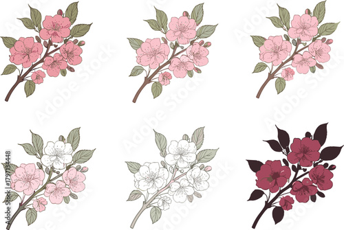 Cherry blossom branch illustration set with color variations, pink and red floral art for spring botanical design and decoration