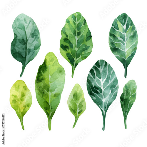 A beautiful watercolor sorrel leaves in an angled view isolated on a white background, AI painting style, vector set available in EPS format. Hand-painted watercolor design, vectorized	