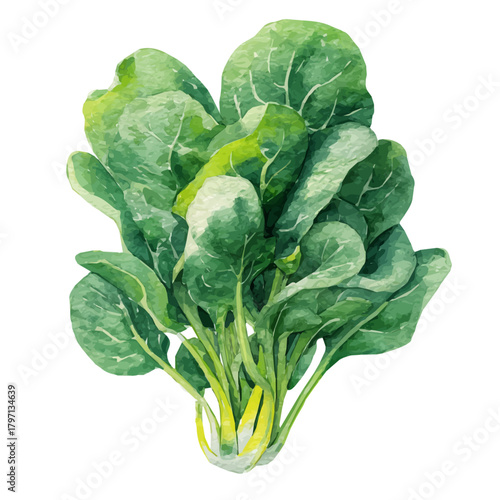 A beautiful watercolor spinach bunch from the side isolated on a white background, AI painting style, available in EPS format. Hand-painted watercolor design, vectorized, vector set 	