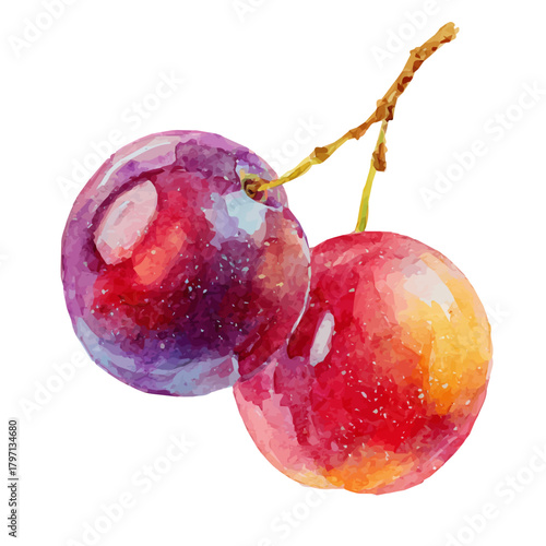 Obraz na plátne A beautiful watercolor sugarplum isolated on a white background, AI painting style, vector set available in EPS format