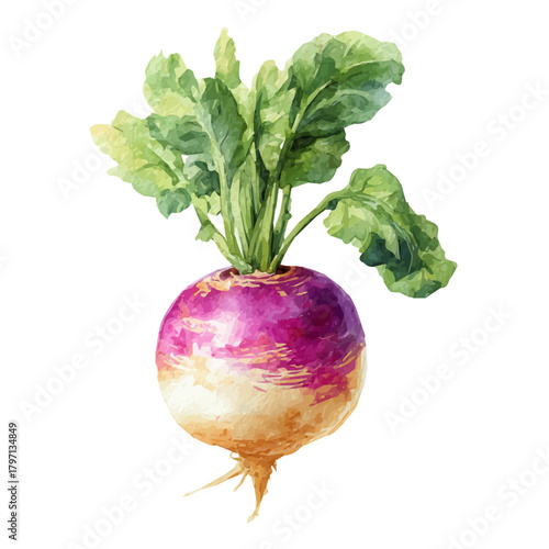 A cute watercolor turnip from top view painting illustration isolated on a white background, EPS illustration, painting style, plant set